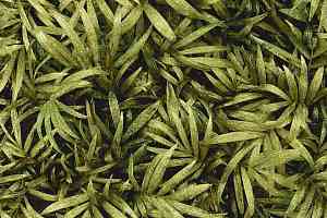 Ковролин Halbmond Pure Elements 13838 фото  | FLOORDEALER