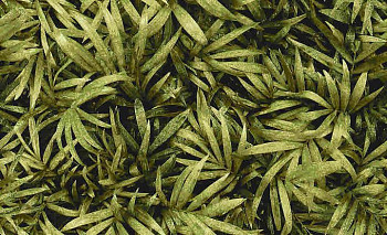 Halbmond Pure Elements 13838 фото 1 | FLOORDEALER