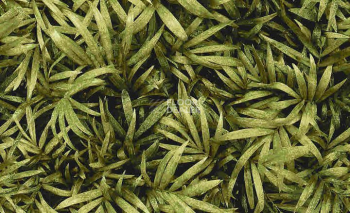 Ковролин Halbmond Pure Elements 13838 фото 1 | FLOORDEALER