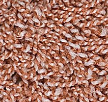 Ковролин Infloor Cottel 705 фото 1 | FLOORDEALER