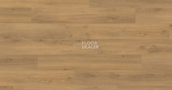 Ламинат Haro Tritty 100 Campus 4V ДУБ ЭМИЛИЯ МЕДОВЫЙ 541541 фото 1 | FLOORDEALER