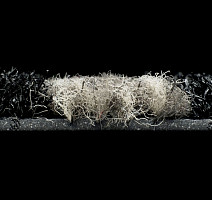 Forbo Coral Duo 9714 Sicilian Sand фото 5 | FLOORDEALER