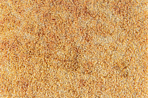 Flotex Colour s 290008 Calgary Saffron фото 2 | FLOORDEALER