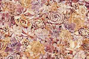 Ковролин Halbmond Pure Elements 13842 фото  | FLOORDEALER