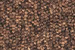 Ковролин Balsan Santa Fe DD Santa Fe dd 780 фото  | FLOORDEALER