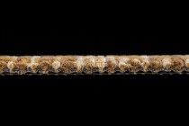 Betap Plato_new Plato 220 фото 4 | FLOORDEALER