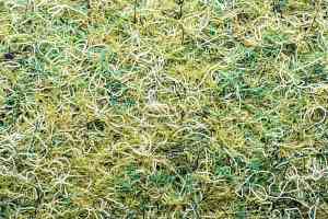 Ковролин Forbo Markant 11108 Field фото  | FLOORDEALER