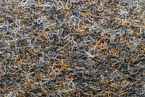 Ковролин Forbo Markant 11115 Ebony фото 1 | FLOORDEALER