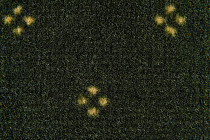 Haima Chic 05 фото 3 | FLOORDEALER