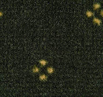 Haima Chic 05 фото 3 | FLOORDEALER