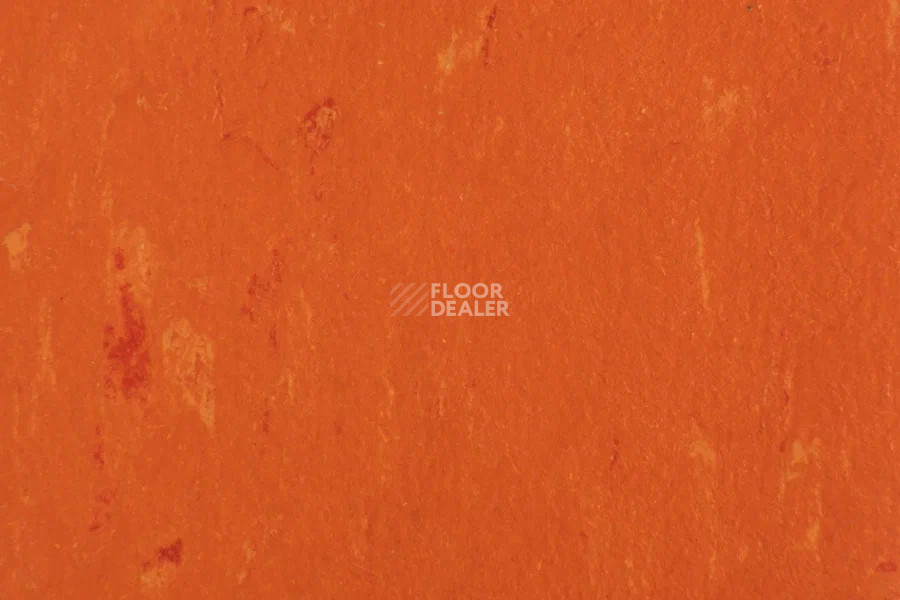 Forbo Marmoleum Solid Piano 3651-365135 zinnia фото 2 | FLOORDEALER