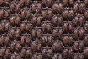 Циновки Циновка Mani 9579 фото  | FLOORDEALER