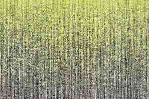 Ковровая плитка Milliken Culture Canvas hst 103_174-108 l фото  | FLOORDEALER