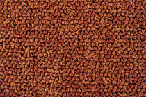 Standard Carpets Spectrum sm 526 фото 2 | FLOORDEALER