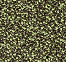 Ковролин Balsan Kaviar 230 фото 1 | FLOORDEALER