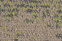 Neuflor Desert 600905 + New Leaf фото 4 | FLOORDEALER