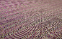 Кварцвиниловые полы Bolon Missoni Flame patch pink фото 1 | FLOORDEALER