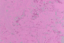 Линолеум Forbo Marmoleum Solid Concrete 3740-374035 purple glow фото 1 | FLOORDEALER