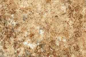 Линолеум Novoflor Standard 3100_10 фото  | FLOORDEALER