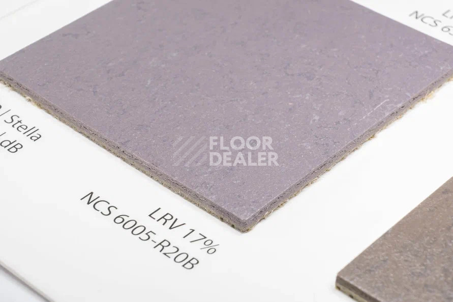 Линолеум Marmoleum Solid Concrete 3730-373035 Stella фото 1 | FLOORDEALER