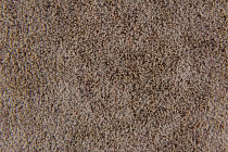 Flotex Colour Calgary 50*50 t 590026 Calgary Linen фото 3 | FLOORDEALER