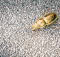 Best Wool Nature Vivaldi I-AB Terrazzo фото 4 | FLOORDEALER