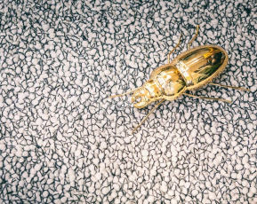 Best Wool Nature Vivaldi I-AB Terrazzo фото 4 | FLOORDEALER