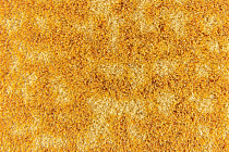 Flotex Colour Metro 5050 t 546036 Metro Gold фото 2 | FLOORDEALER