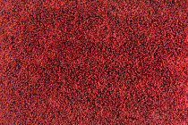 Flotex Colour embossed tiles tg 546526 Metro Red Glass Embossed фото 2 | FLOORDEALER
