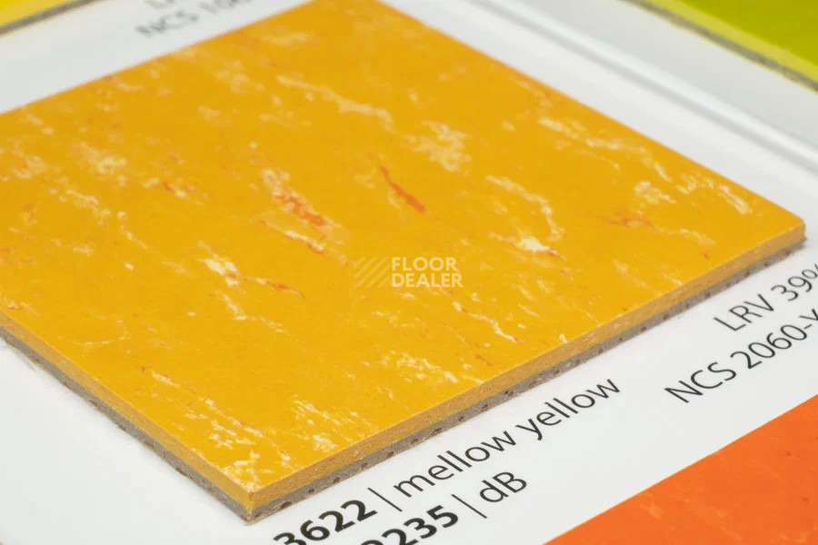 Forbo Marmoleum Solid Piano 3622-362235 mellow yellow фото 3 | FLOORDEALER