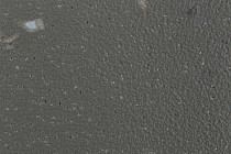 Forbo SureStep Star 176972 elephant фото 2 | FLOORDEALER