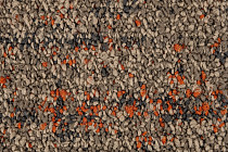 Autumn Woods 601005 Rust фото 3 | FLOORDEALER