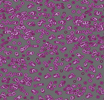 Ковролин Flotex Sottsass Bacteria 990301 фото 1 | FLOORDEALER