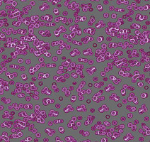 Ковролин Flotex Sottsass Bacteria 990301 фото 1 | FLOORDEALER