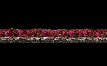 Desso Desert 4118 фото 4 | FLOORDEALER