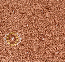 Ковролин Condor Carpets Australia 223 фото 1 | FLOORDEALER