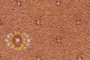 Ковролин Condor Carpets Australia 223 фото  | FLOORDEALER