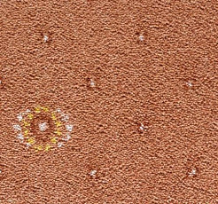 Ковролин Condor Carpets Australia 223 фото 1 | FLOORDEALER