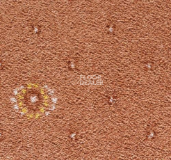 Ковролин Condor Carpets Australia 223 фото 1 | FLOORDEALER