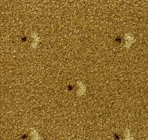 Ковролин Pullman Associated Weavers 32 фото 1 | FLOORDEALER