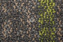 Pebble 2010-12 + New Leaf фото 2 | FLOORDEALER