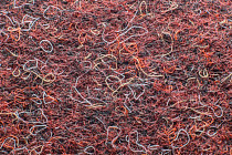 Forbo Akzent 10726 Merlot фото 3 | FLOORDEALER