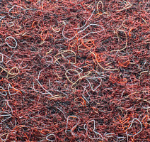 Forbo Akzent 10726 Merlot фото 3 | FLOORDEALER