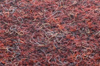 Forbo Akzent 10726 Merlot фото 3 | FLOORDEALER