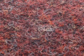Forbo Akzent 10726 Merlot фото 3 | FLOORDEALER