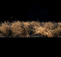 Forbo Coral Classic 4726 Auburn фото 4 | FLOORDEALER