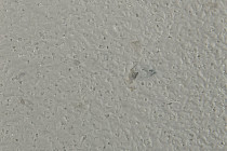 Forbo SureStep Laguna 178032 smoke фото 2 | FLOORDEALER