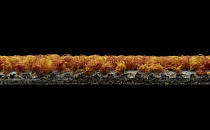 AW Maxima 85 фото 6 | FLOORDEALER