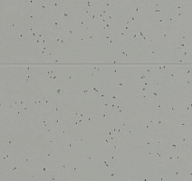 Forbo Sphera Energetic 50216 pigeon фото 2 | FLOORDEALER