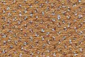 Ковролин Condor Carpets Argus 202 фото  | FLOORDEALER